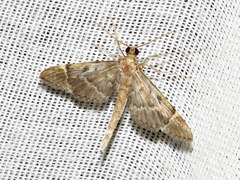 Duponchelia lanceolalis