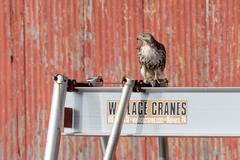 Buteo jamaicensis