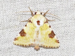 Heliothis flavirufa