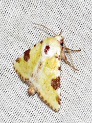 Heliothis flavirufa