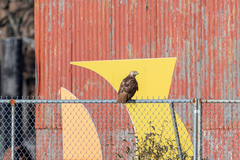 Buteo jamaicensis