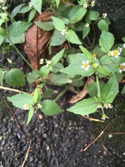 Galinsoga quadriradiata