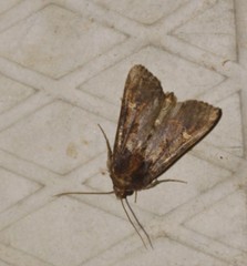 Helotropha reniformis