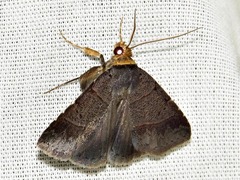 Plecoptera melalepis