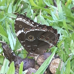 Morpho helenor achillides