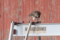 Buteo jamaicensis