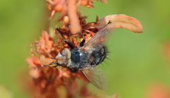 Archytas pilifrons