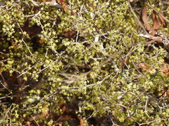 Pseudoziziphus celata