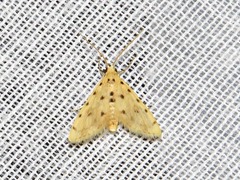 Calamoschoena stictalis