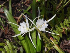 Hymenocallis tridentata