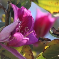 Apis mellifera