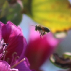 Apis mellifera