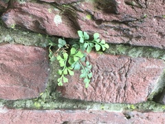 Asplenium ruta-muraria