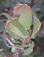 Adenanthos cuneatus