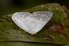 Euselasia euphaes