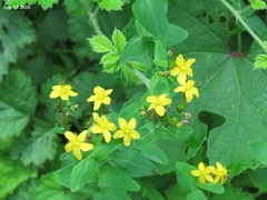 Hypericum erectum