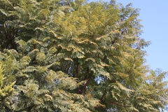 Jacaranda mimosifolia
