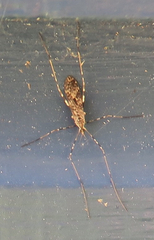 Amphineurus hudsoni