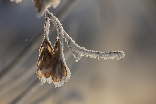 Box-elder fruiting