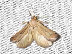 Eublemma penicillata