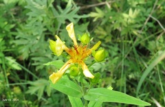 Hypericum ascyron