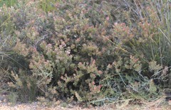 Adenanthos cuneatus