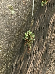 Asplenium ruta-muraria