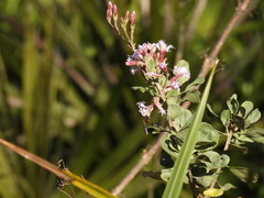 Isodontia exornata
