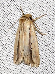 Mythimna tacuna