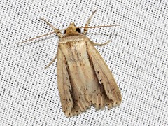 Mythimna tacuna
