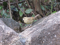 Emberiza personata