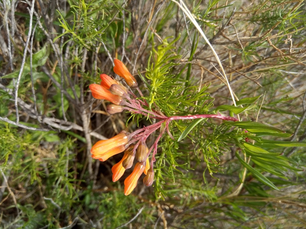 Bomarea boliviensis (Bomarea boliviensis)
