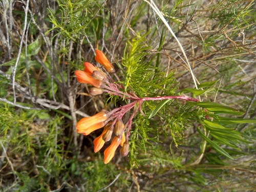 Bomarea boliviensis (Bomarea boliviensis)