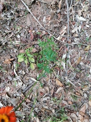 Adenophyllum aurantium