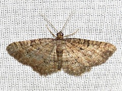 Horisme punctiscripta