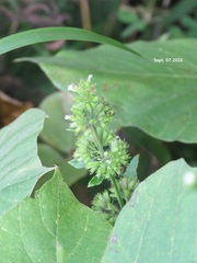 Clinopodium chinense