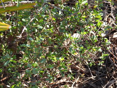 Vaccinium myrsinites