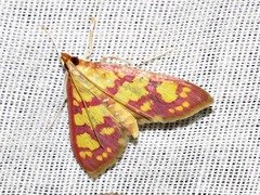 Stenochora lancinalis