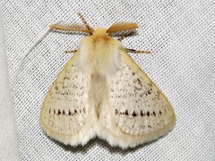 Phiala