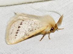 Phiala
