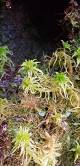 Sphagnum fallax