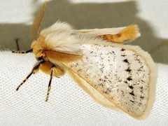Phiala