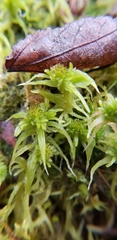 Sphagnum fallax