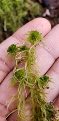 Sphagnum fallax
