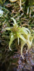 Sphagnum fallax