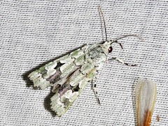 Ethioterpia lichenea