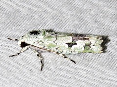 Ethioterpia lichenea