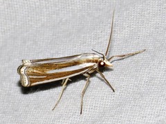 Ancylolomia prepiella