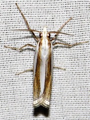 Ancylolomia prepiella
