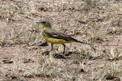 Motacilla flava thunbergi